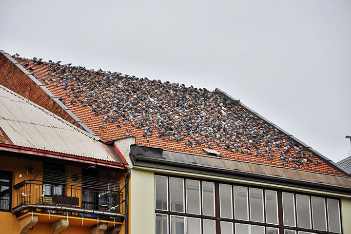 A2B Pest Control are able to install spikes to deter birds from roofs in Salford. 