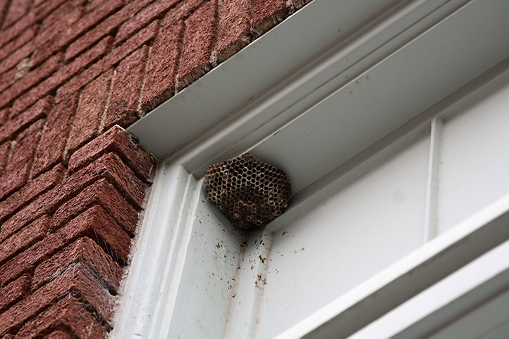 We provide a wasp nest removal service for domestic and commercial properties in Salford.